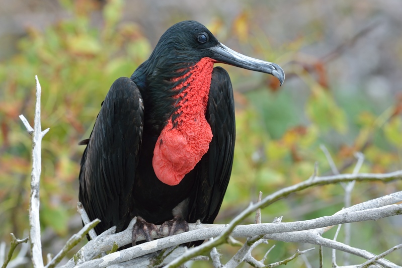 Grote fregatvogel